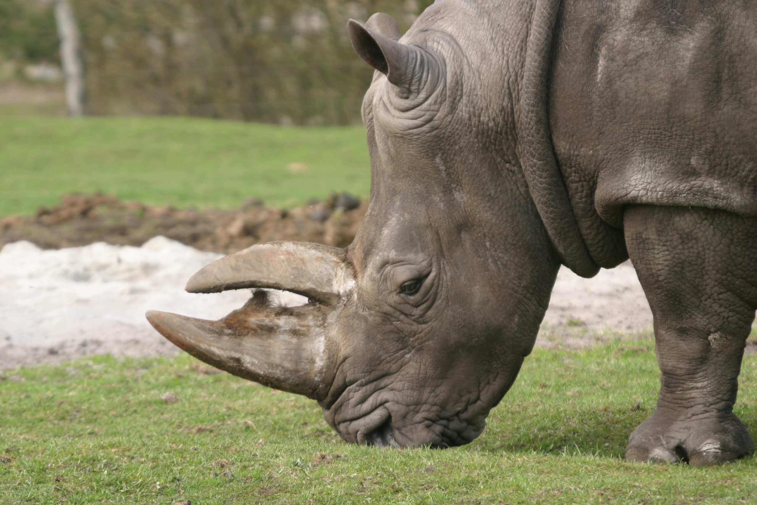 Givskud Zoo har sagt farvel til sin ældste beboer